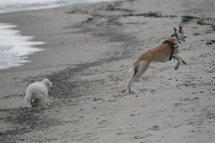 Dværgpuddel Ludvig billede 20