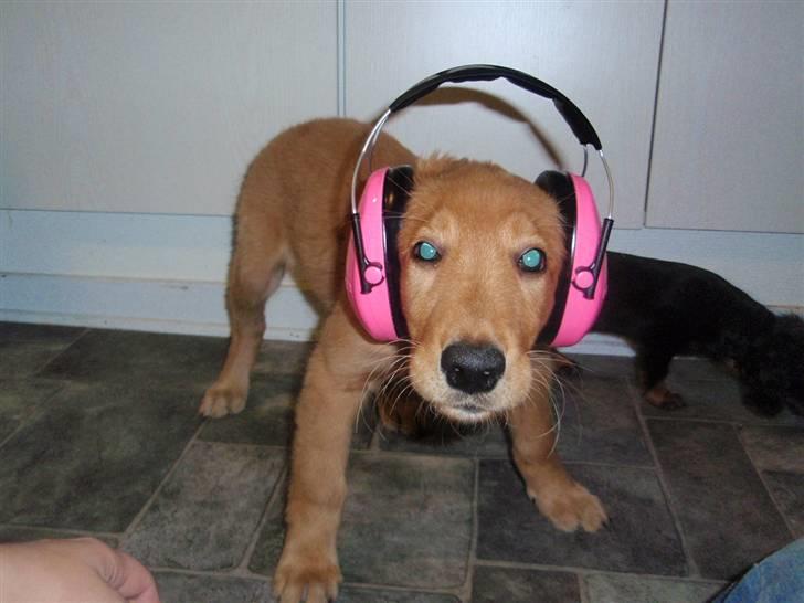 Golden retriever Naja billede 3