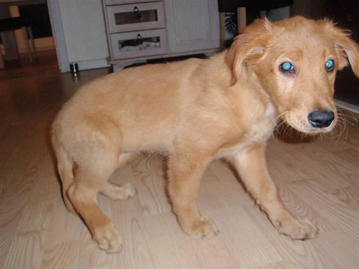 Golden retriever Naja billede 4