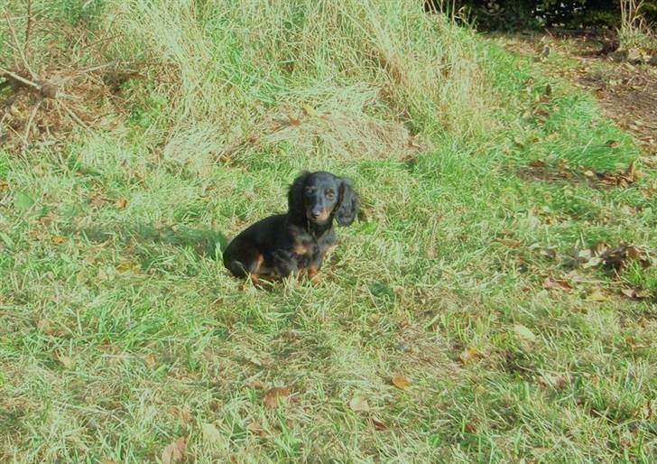 Dværggravhund Freja billede 6