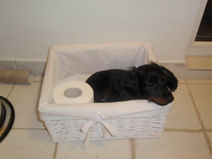 Dværggravhund Freja billede 7