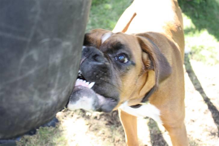 Boxer Kenzo, Keni´s Hummer billede 5