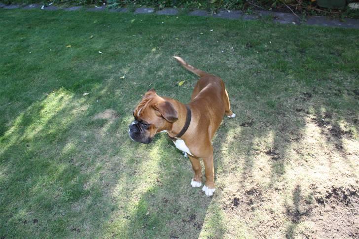 Boxer Kenzo, Keni´s Hummer billede 6