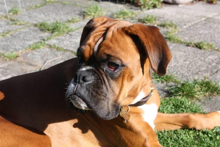 Boxer Kenzo, Keni´s Hummer billede 7