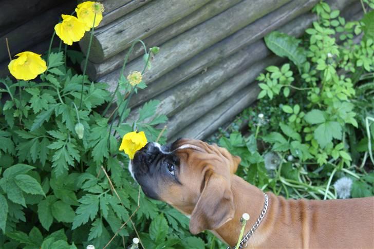 Boxer Kenzo, Keni´s Hummer billede 8