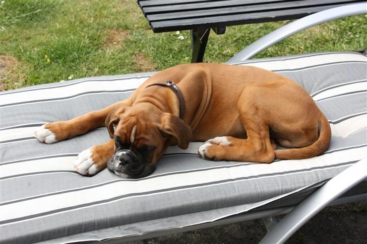 Boxer Kenzo, Keni´s Hummer billede 9