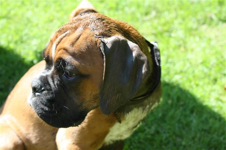 Boxer Kenzo, Keni´s Hummer billede 10