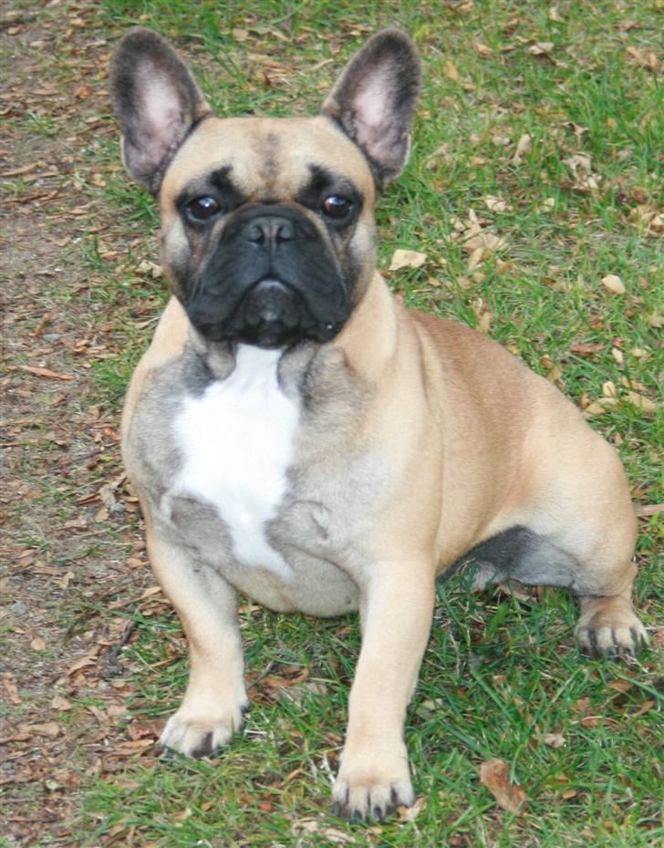 Fransk bulldog Flash Von  billede 3