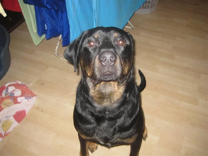 Blanding af racer broweiler loui - louidrengen billede 5