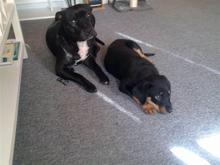 Blanding af racer broweiler loui - vores vabser  billede 6