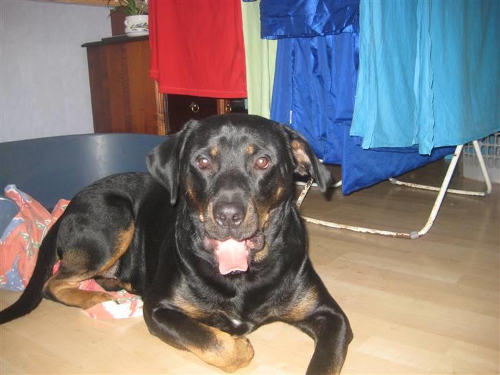 Blanding af racer broweiler loui billede 7