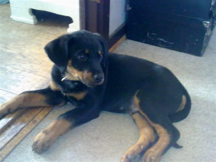 Blanding af racer broweiler loui - smukke loui  billede 8