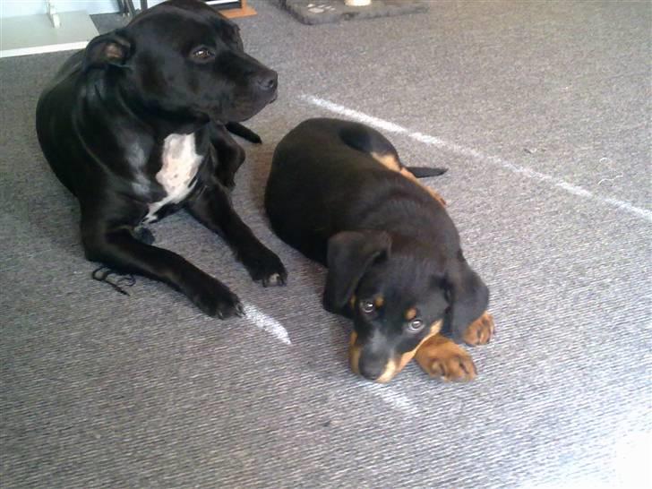 Blanding af racer broweiler loui - bine og loui billede 9