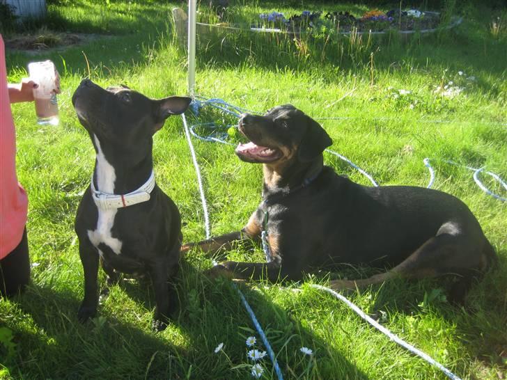 Blanding af racer broweiler loui - loui og hans elskede binetøz billede 10