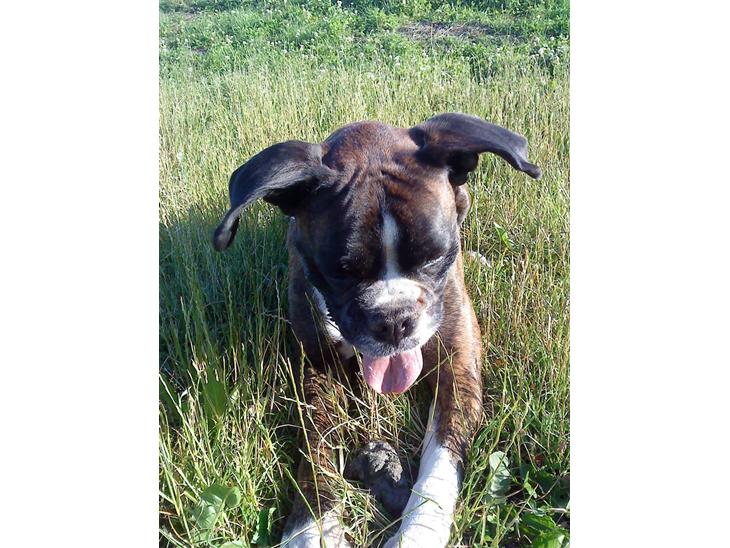 {{currentPhoto.altText}} billede {{currentPhoto.number}}