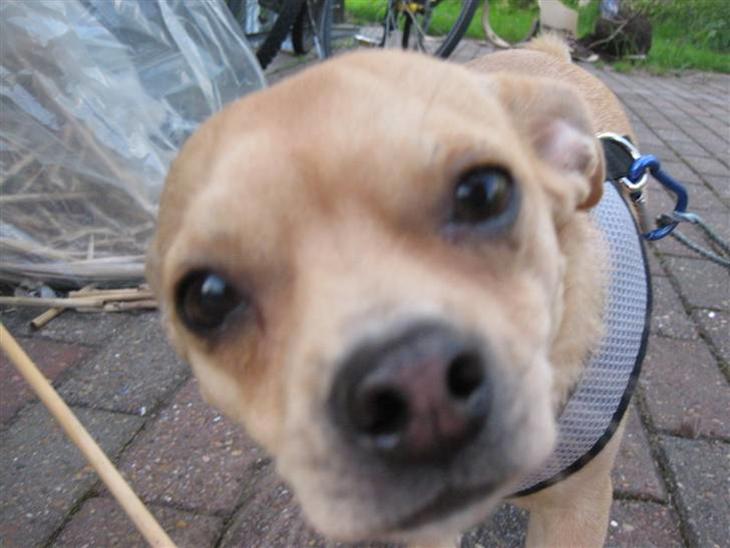 Blanding af racer Peanut   RIP. - velkommen til MIN side billede 1