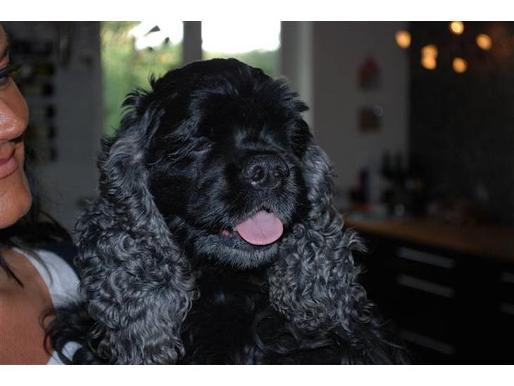 {{currentPhoto.altText}} billede {{currentPhoto.number}}