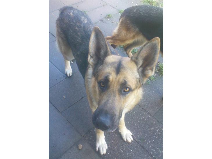 Schæferhund cito billede 1