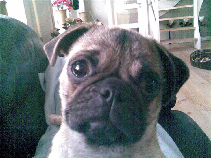 Blanding af racer Fiona billede 1