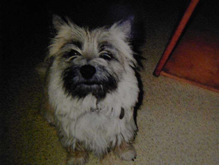 {{currentPhoto.altText}} billede {{currentPhoto.number}}