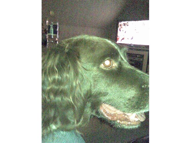 Kleiner münsterländer King R.I.P billede 1
