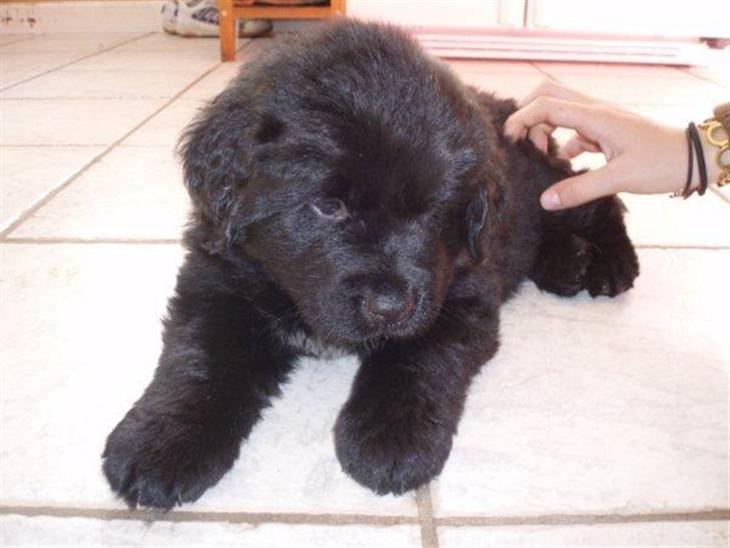 {{currentPhoto.altText}} billede {{currentPhoto.number}}