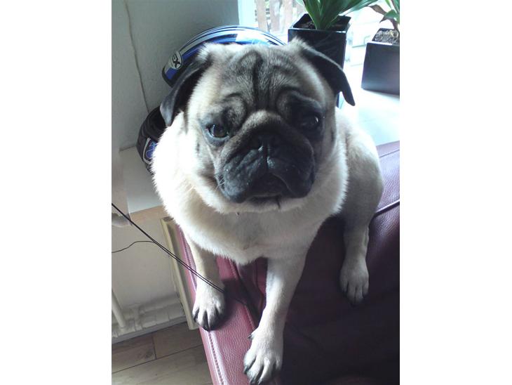 {{currentPhoto.altText}} billede {{currentPhoto.number}}