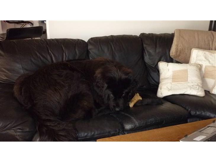 Newfoundlænder Carla  - Fræk som en slagter hund  billede 1