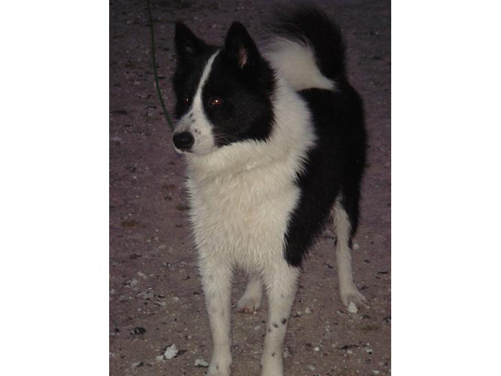 Karelsk bjørnehund Gizmo billede 1