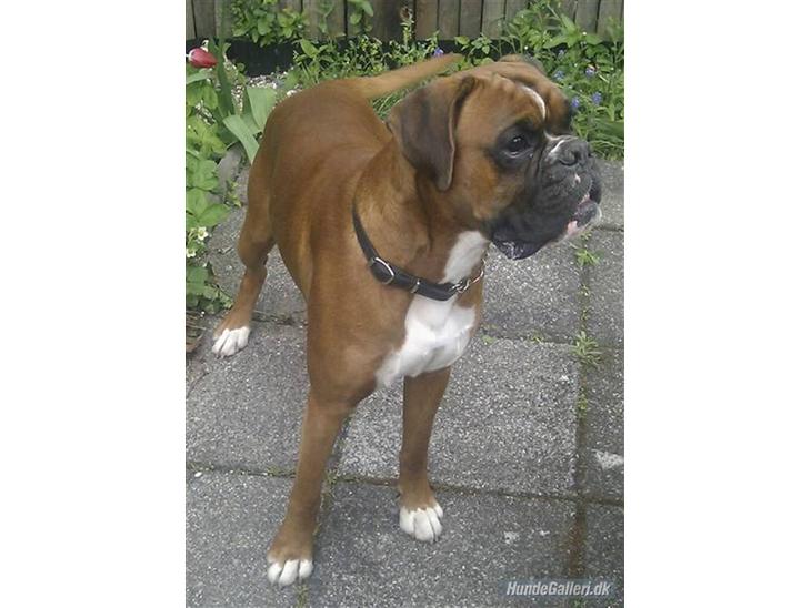 {{currentPhoto.altText}} billede {{currentPhoto.number}}