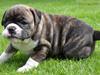 Olde english bulldogge spanger´s Babyface.(ATILA
