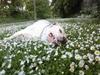 Blanding af racer Jazzy  +++R I P+++ [ Himmelhund]