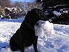 Labrador retriever Rick [Tidl. hund]