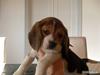 Beagle Nanna