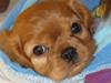 Cavalier king charles spaniel Minnie