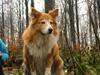 Shetland sheepdog Mille [ Himmelhund]