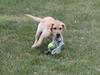 Labrador retriever Luna