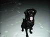 Labrador retriever Nando