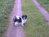 Lhasa apso lunafisen