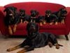 Rottweiler Berta
