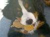 Berner sennenhund kiki