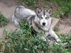 Alaskan malamute YukonJak's Willow Wind