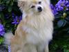 Pomeranian Maggie