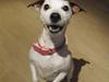 Jack russell terrier Rosa (Himmel hund)