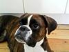 Boxer Shila 