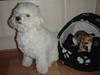 Bichon à poil frisé Snow All You Need (Nanok)