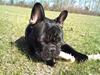Fransk bulldog Carlos