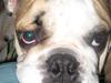 Olde english bulldogge Bolon R.I.P. 08-08-2010 [ Himmelhund]