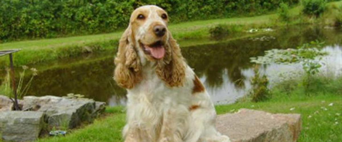 Cocker spaniel Queenie (kaldenavn) 2007 Wise Cocker Queen Of Hearts