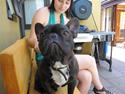 Fransk bulldog Boris RIP d 1/11 10 ):